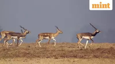 31 Blackbucks Die in Karnataka Zoo Bacterial Outbreak, Minister Orders Probe