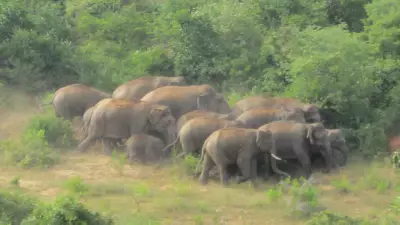 40 Elephants Trigger Alert in Krishnagiri, Residents Warned