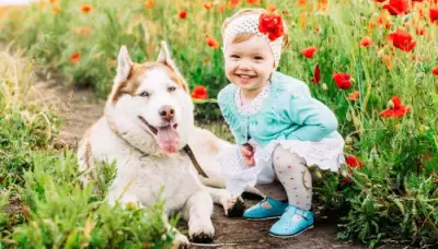 5 Myths About Huskies as Family Dogs Debunked for Indian Parents