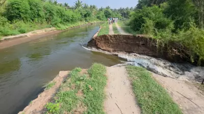 60,000 Coconuts Lost as PAP Canal Breach Floods Tirupur Farms