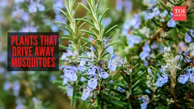 7 Natural Plants That Effectively Repel Mosquitoes