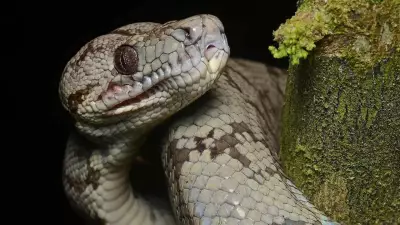 Amazon Tree Boa's Skin Secrets: How Micro-Scales Drive Rainforest Survival