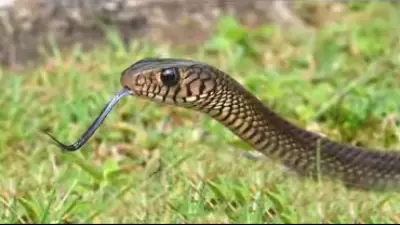 Coimbatore Fire Dept Rescues Rat Snake from Collector Office