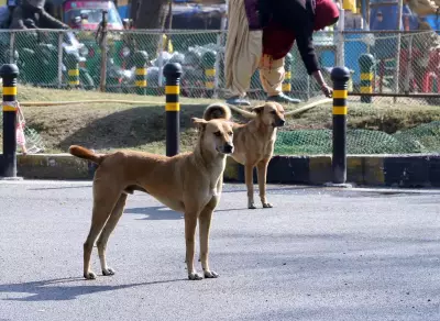 Jamshedpur Residents Demand Action on Stray Animals After Fatal Attacks