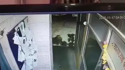 Leopard Caught on CCTV Stealing Dog from Nainital Police Station