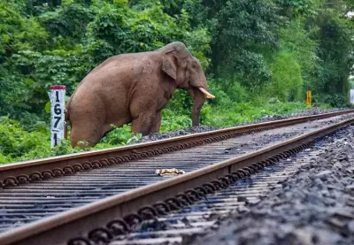 NFR Loco Pilots Save 7 Elephants from Train Collisions in One Month