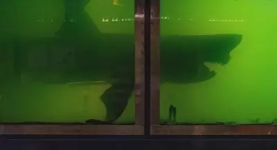 Rosie the Shark: The Incredible Rescue of a 16-Foot Great White