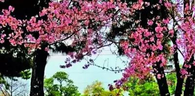 Shillong Cherry Blossom Festival 2025: The Script, Jason Derulo Headline Day 1