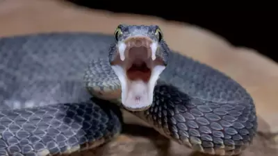 Snake Strike Secrets: How 36 Species Hunt in Milliseconds