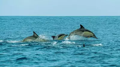 Top 5 Dolphin-Watching Spots in India: A Complete Guide
