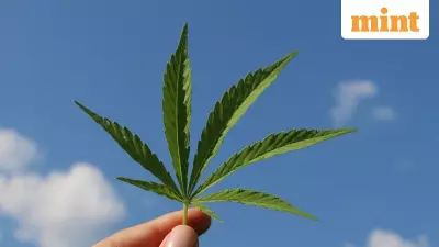 US Senate Bill Threatens $28B Hemp Industry, Sparks Farmer Protests