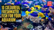10 Most Colourful Freshwater Fish for a Vibrant Aquarium