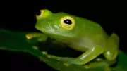10 Most Incredible Frogs: From Toxic Giants to Flying Amphibians