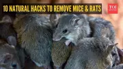 10 Natural Hacks to Permanently Get Rid of Mice and Rats at Home