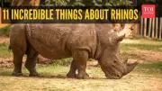 11 Surprising Rhino Facts: Giants with Keratin Horns