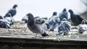 4 Reasons Why Pigeons Invade Your Home & How to Stop Them