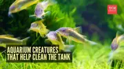 5 Amazing Aquarium Cleaners: Nature's Solution to Sparkling Fish Tanks