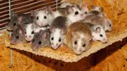 6 Early Mouse Infestation Signs: Protect Your Home Now