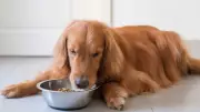 7 Dangerous Human Foods That Can Harm Your Dog