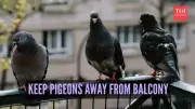 7 Natural Ways to Keep Pigeons Off Your Apartment Balcony