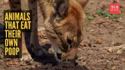 8 Animals That Eat Their Own Poop: Nature's Survival Strategy