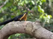 Arunachal's 6 Hidden Wildlife Sanctuaries: Rare Animals & Untouched Beauty