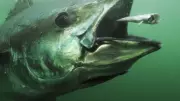 Atlantic Bluefin Tuna: The 1,496-Pound Giant That Broke Records