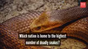 Australia's Venomous Snakes: World's Deadliest Yet Few Fatalities