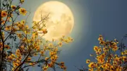 Beaver Moon 2025: Your Complete Guide to November's Spectacular Full Moon in India