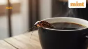 Beijing's Insect Museum Serves Cockroach Coffee, Sells 10+ Cups Daily