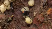 Black Widow Spider Eggs: What They Look Like & How to Eliminate Them Safely