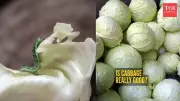 Cabbage Health Alert: The Hidden Dangers in Your Winter Diet