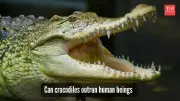 Can You Outrun a Crocodile? Expert Reveals Surprising Truth