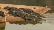 Chambal River Horror: 3 Crocodiles Drag Rajasthan Man Into Waters, 4-Day Search Yields No Trace