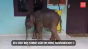 Classroom Crasher: Adorable Baby Elephant Wanders Into Indian School Like It's Time for Lessons