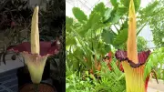 Corpse Flower: The Mysterious Bloom That Smells Like Death | Rare Botanical Wonder
