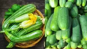 Cucumber vs Zucchini: 5 Key Differences for Health & Cooking