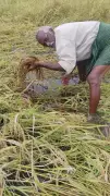 Cyclone Threat Looms Over Odisha Farmers, Paddy Crops at Risk