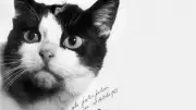Félicette: The Forgotten First Cat in Space in 1963