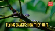 Flying Snakes: The Astonishing Science Behind Nature's Gravity-Defying Reptiles