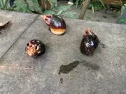 Giant African Snails Invade Goa: Threat to Crops & Ecology