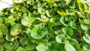 Gotu Kola: Ancient Ayurvedic Herb for Brain Boost & Organ Detox | Times of India