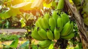Grow Your Own Banana Plant Without Seeds: The Ultimate Sucker Method Guide