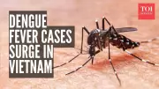 Hanoi Gripped by Dengue Outbreak: Heavy Rains and Flooding Fuel Mosquito Menace