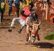 Haveri Bull Owners Protest 18 Govt Conditions for Hori Habba Events