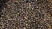 India's Coffee Exports Brew Up a Storm: 40% Surge to $1.8 Billion in FY25!