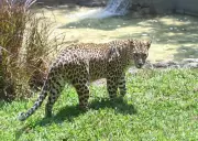 India's First Leopard Sterilisation Trial Begins in Maharashtra