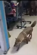 Jackal Enters Dhanbad Hospital ICU, Exposes Security Lapses