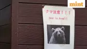 Japan Deploys Army Against Record Bear Attacks: 13 Dead