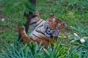 Kerala Prepares for 2025-26 National Tiger Census Across 673 Forest Blocks